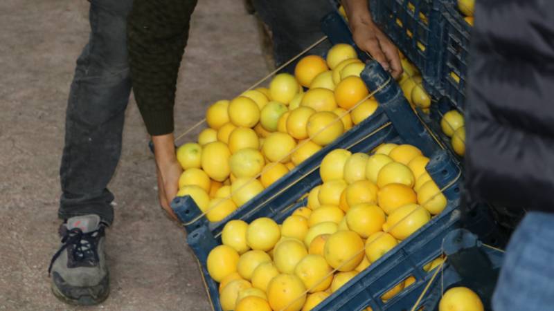 Limonda hal-market makası 10 katı aştı